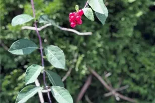 608 McKinley, Hazle Township, PA 18201 - Photo 59