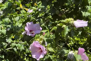 608 McKinley, Hazle Township, PA 18201 - Photo 57