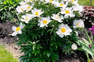 1925 Troxell St, Hanover Twp, PA 18109 - Photo 17