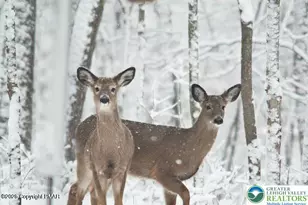 0 Deerfoot & Pine Tree Rd, Penn Forrest, PA 18210 - Photo 15