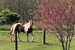 220 Dietrich Rd, Albany Twp, PA 19529 - Photo 99