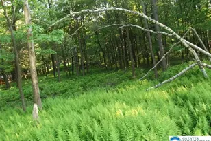 Stony Mountain Rd, Penn Forrest, PA 18210 - Photo 11