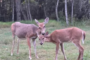 177 Elmwood Dr, Tunkhannock Twp, PA 18210 - Photo 41