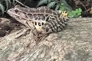 253 E Church St, Bethlehem, PA 18018 - Photo 49