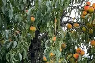 912 S Lincoln Ave, Walnutport Boro, PA 18088 - Photo 31