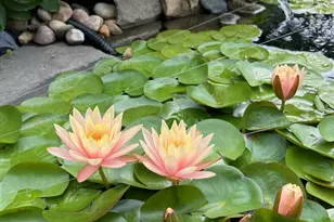 2725 Appian Way, Forks Twp, PA 18040 - Photo 43