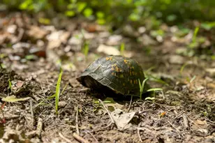 140 Sycamore St, Glouster, OH 45732 - Photo 25