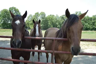 10156 Marysville Rd, Ostrander, OH 43061 - Photo 73