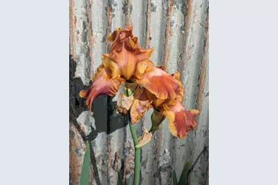 12345 Cherry Lane, Millersport, OH 43046 - Photo 31