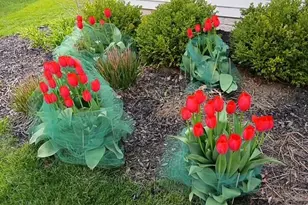 3127 Stouenburgh Dr, Hilliard, OH 43026 - Photo 49