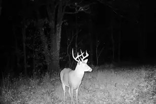 10270 Triadelphia Road NW, Crooksville, OH 43731 - Photo 61