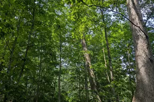 403 Palm Dr, Marysville, OH 43040 - Photo 61