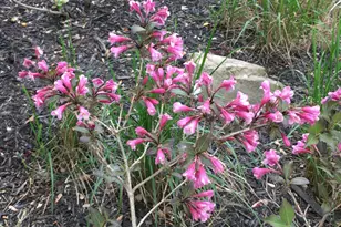 2165 Ben Brush Pl, Lewis Center, OH 43035 - Photo 83