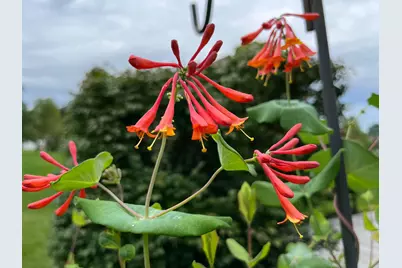 2165 Ben Brush Place, Lewis Center, OH 43035 - Photo 85