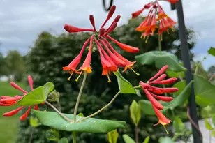 2165 Ben Brush Pl, Lewis Center, OH 43035 - Photo 85