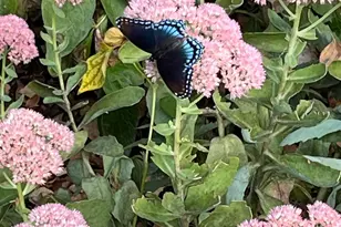 2165 Ben Brush Pl, Lewis Center, OH 43035 - Photo 85