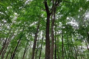 24796 E Fork Rd, Laurelville, OH 43135 - Photo 31