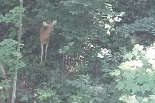 24796 E Fork Rd, Laurelville, OH 43135 - Photo 45