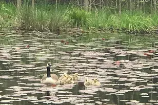 25779 Bailey Rd, Rockbridge, OH 43149 - Photo 25