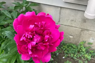 922 Wellsley Way, Plain City, OH 43064 - Photo 43