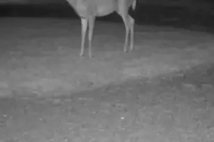 234 Jordan St, Reesville, OH 45166 - Photo 15