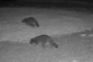 234 Jordan St, Reesville, OH 45166 - Photo 19