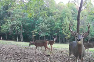 33747 Wolf Hill Rd, McArthur, OH 45651 - Photo 57