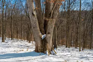 56953 Mills Rd, South Bloomingville, OH 43152 - Photo 9