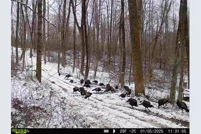 0 Dutch Ridge Road #(Woods Turkey Run Tract 3), New Lexington, OH 43764 - Photo 3