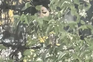 6497 Highlawn Dr, Columbus, OH 43229 - Photo 45