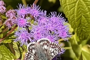 6497 Highlawn Dr, Columbus, OH 43229 - Photo 73