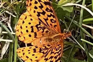 6497 Highlawn Dr, Columbus, OH 43229 - Photo 81