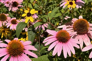 6497 Highlawn Dr, Columbus, OH 43229 - Photo 65