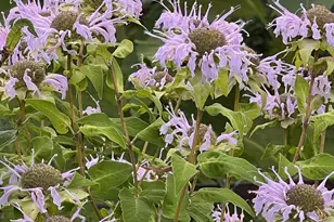 6497 Highlawn Dr, Columbus, OH 43229 - Photo 69