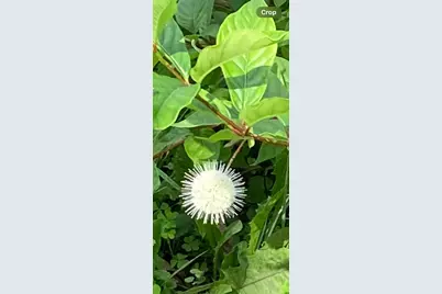 6497 Highlawn Drive, Columbus, OH 43229 - Photo 59