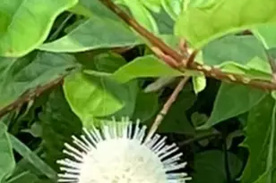 6497 Highlawn Dr, Columbus, OH 43229 - Photo 59