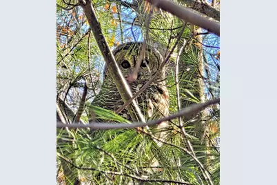 2569 Open Bay Court, Galena, OH 43021 - Photo 75