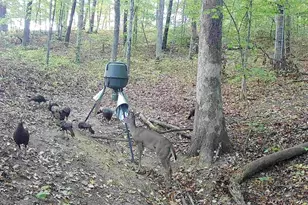 35702 Malone Rd, Wilkesville, OH 45695 - Photo 89