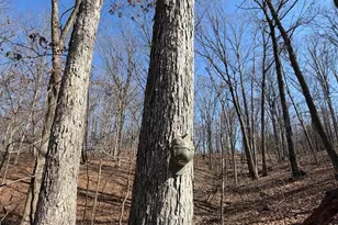 2195 Pumpkin Ridge Rd, West Union, OH 45693 - Photo 55