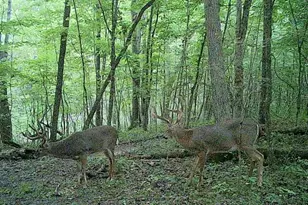 6075 State Route 73, Peebles, OH 45660 - Photo 43