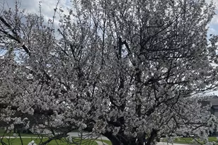 1952 Sherring Ct, Reynoldsburg, OH 43068 - Photo 27