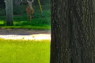 562 W Anderson St, Oglethorpe, GA 31068 - Photo 63