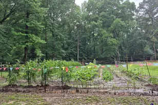 562 W Anderson St, Oglethorpe, GA 31068 - Photo 59