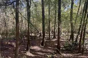 00 Sand Hammock, Hawkinsville, GA 31036 - Photo 1