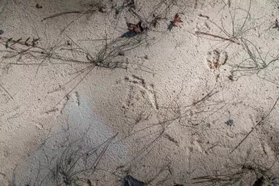 1446 Avera Road, Roberta, GA 31078 - Photo 23