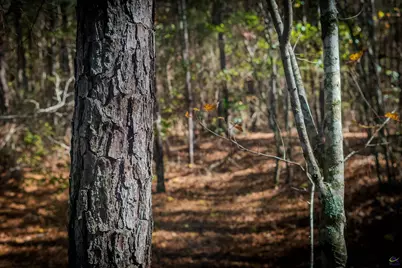 1446 Avera Road, Roberta, GA 31078 - Photo 33