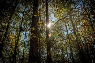 1446 Avera Road, Roberta, GA 31078 - Photo 3