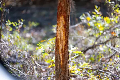 500 Joe Lawrence Road, Ashburn, GA 31714 - Photo 15