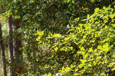 159 High Hill Street, Irwinton, GA 31042 - Photo 5