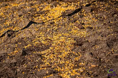 Ohp Dominy Road, Toomsboro, GA 31090 - Photo 9